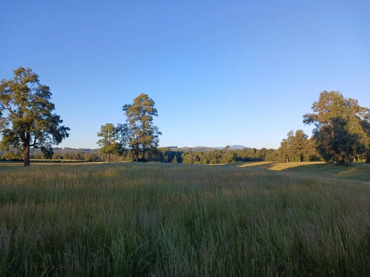 D_NQ_NP_2X_663979-MLC81887444166_012025-F-parcelas-los-lagos-los-rios