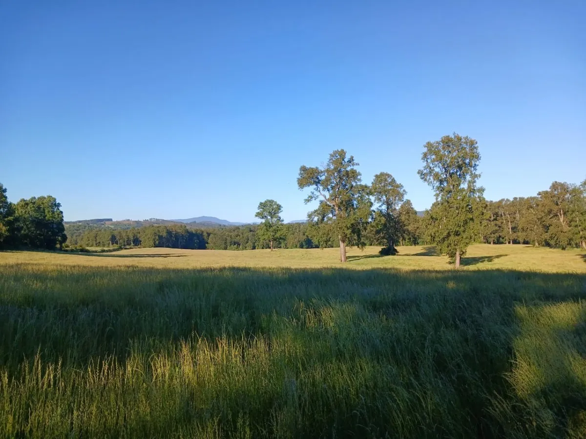 D_NQ_NP_2X_689529-MLC81887630774_012025-F-parcelas-los-lagos-los-rios