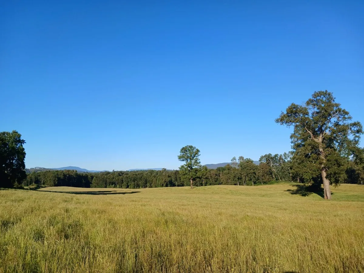 D_NQ_NP_2X_751504-MLC81887444170_012025-F-parcelas-los-lagos-los-rios