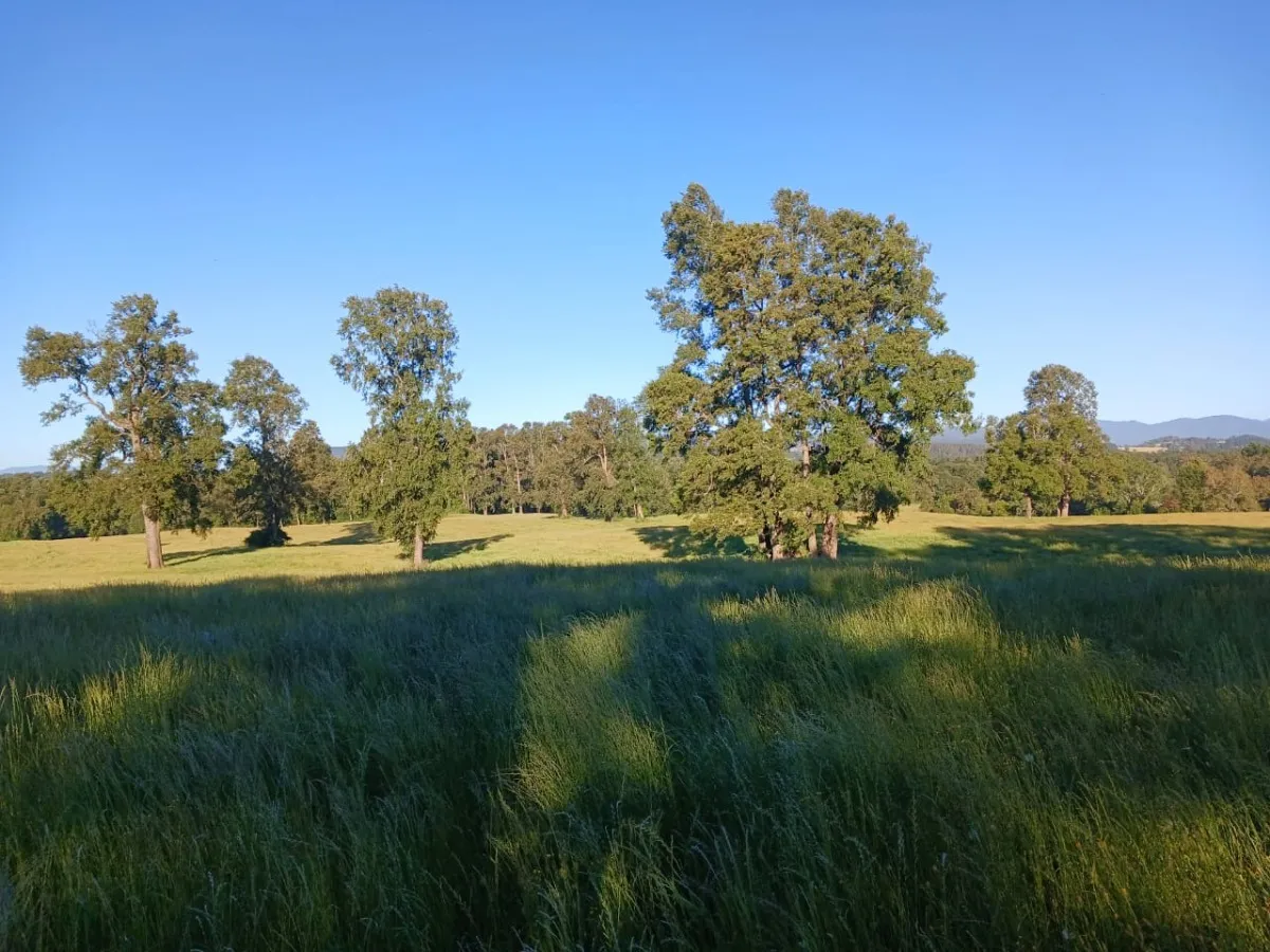 D_NQ_NP_2X_808486-MLC82168116461_012025-F-parcelas-los-lagos-los-rios