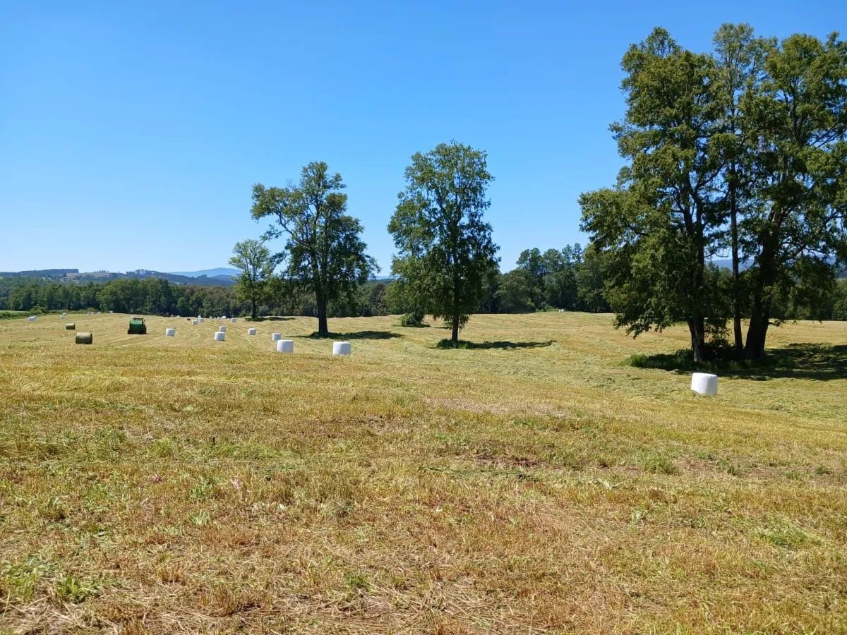 D_NQ_NP_2X_883315-MLC82168116473_012025-F-parcelas-los-lagos-los-rios