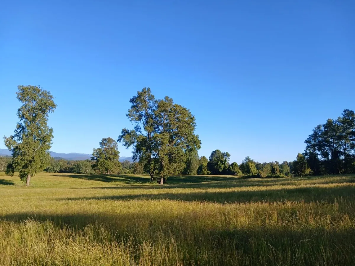 D_NQ_NP_2X_952658-MLC81887718386_012025-F-parcelas-los-lagos-los-rios