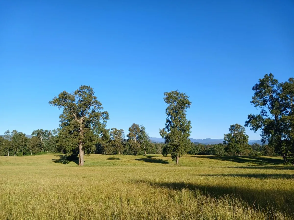 D_NQ_NP_2X_987493-MLC82167999649_012025-F-parcelas-los-lagos-los-rios