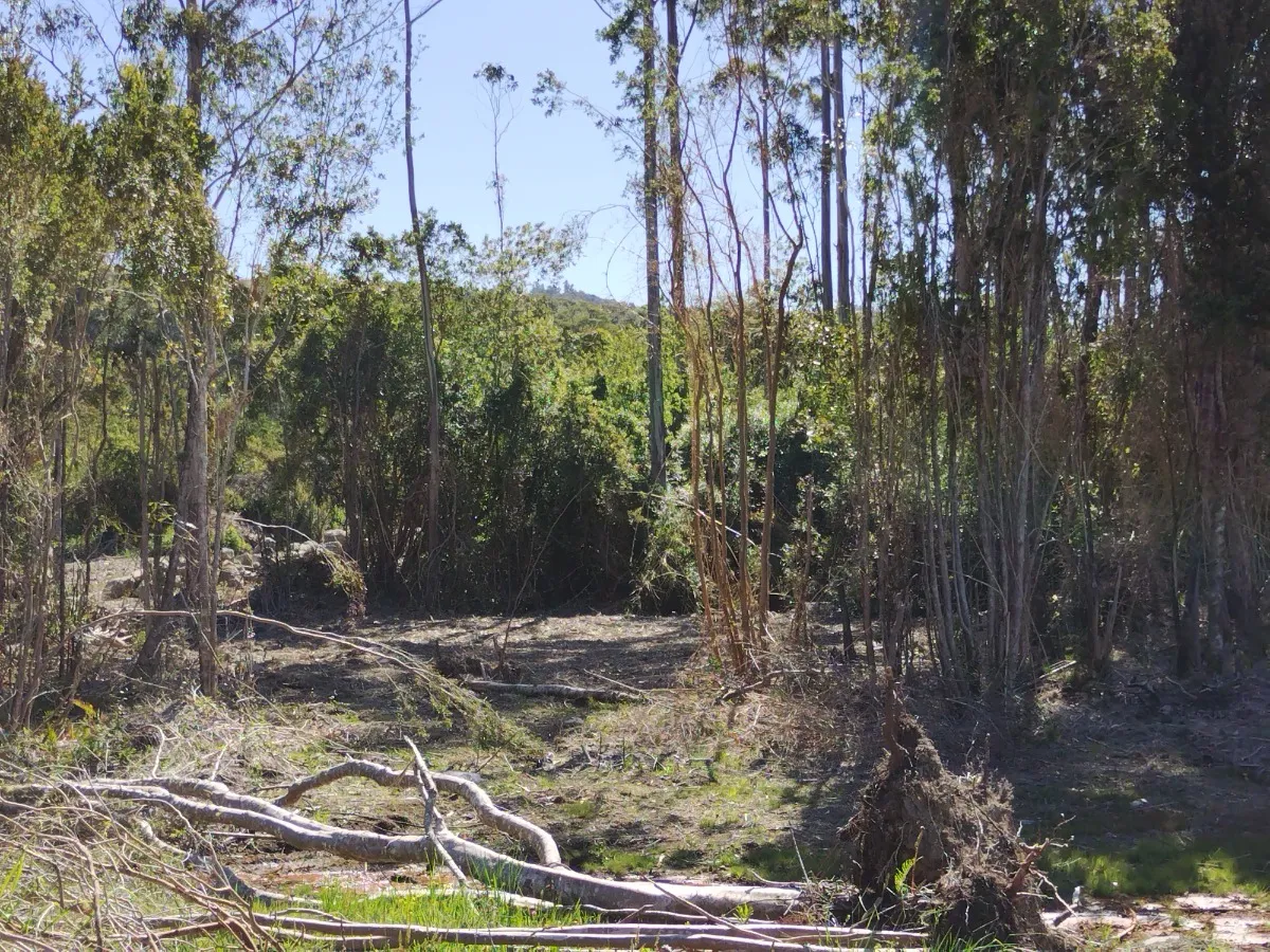 Parcela Urbanizada Con Bosque 02