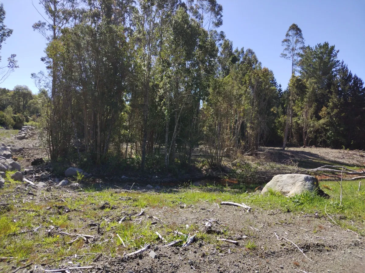 Parcela Urbanizada Con Bosque 06