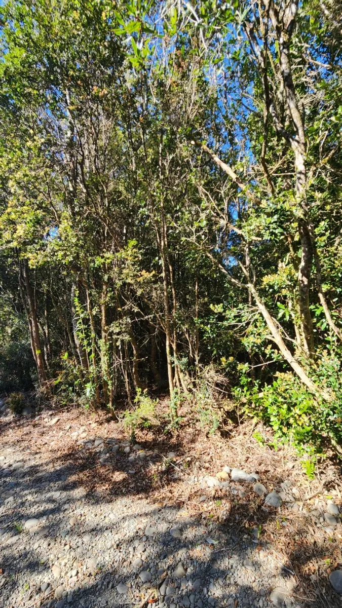 Parcela en puerto varas - 14