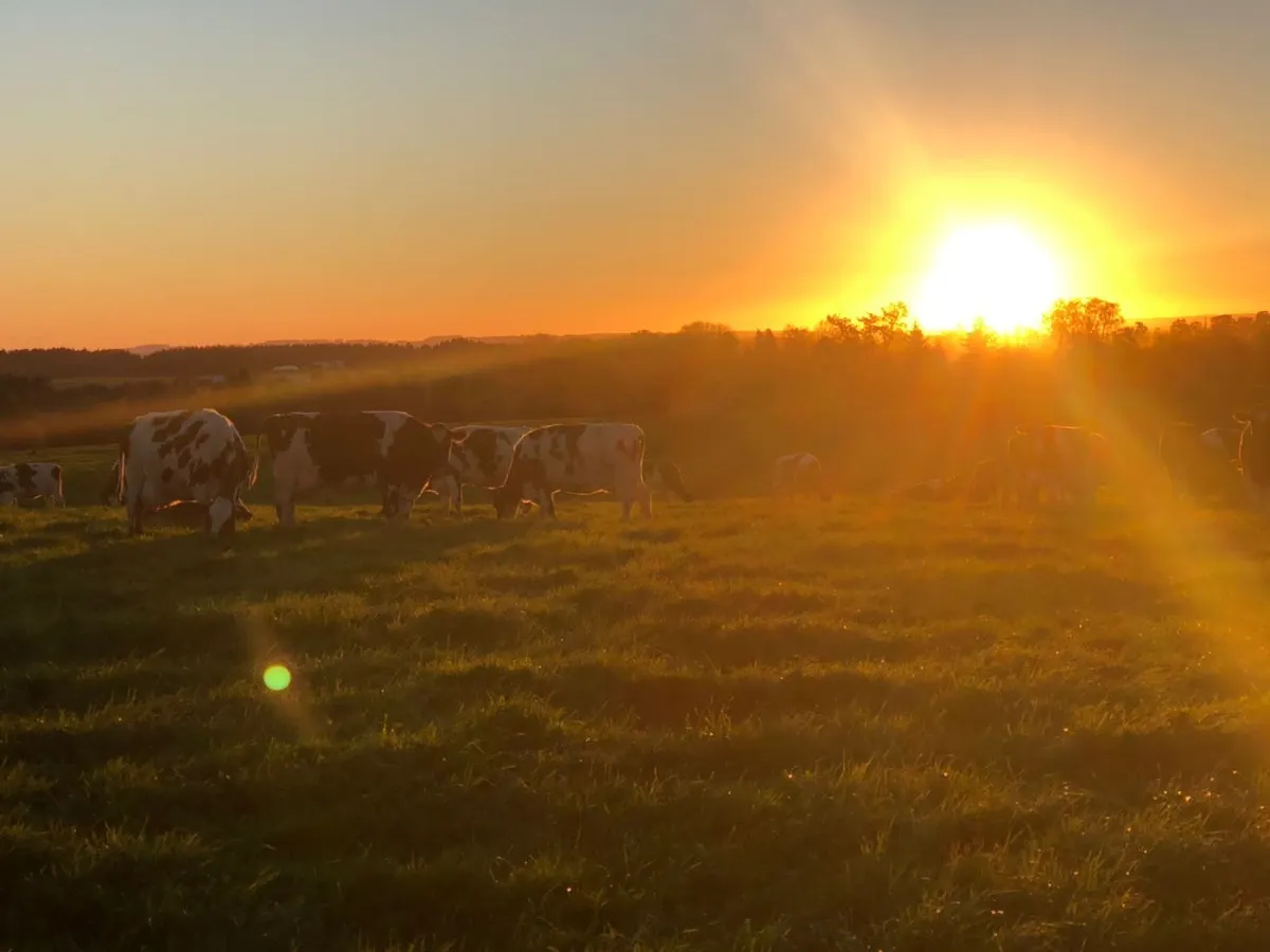 Parcelas Con Vista A Los Volcanes Puerto Varas 10
