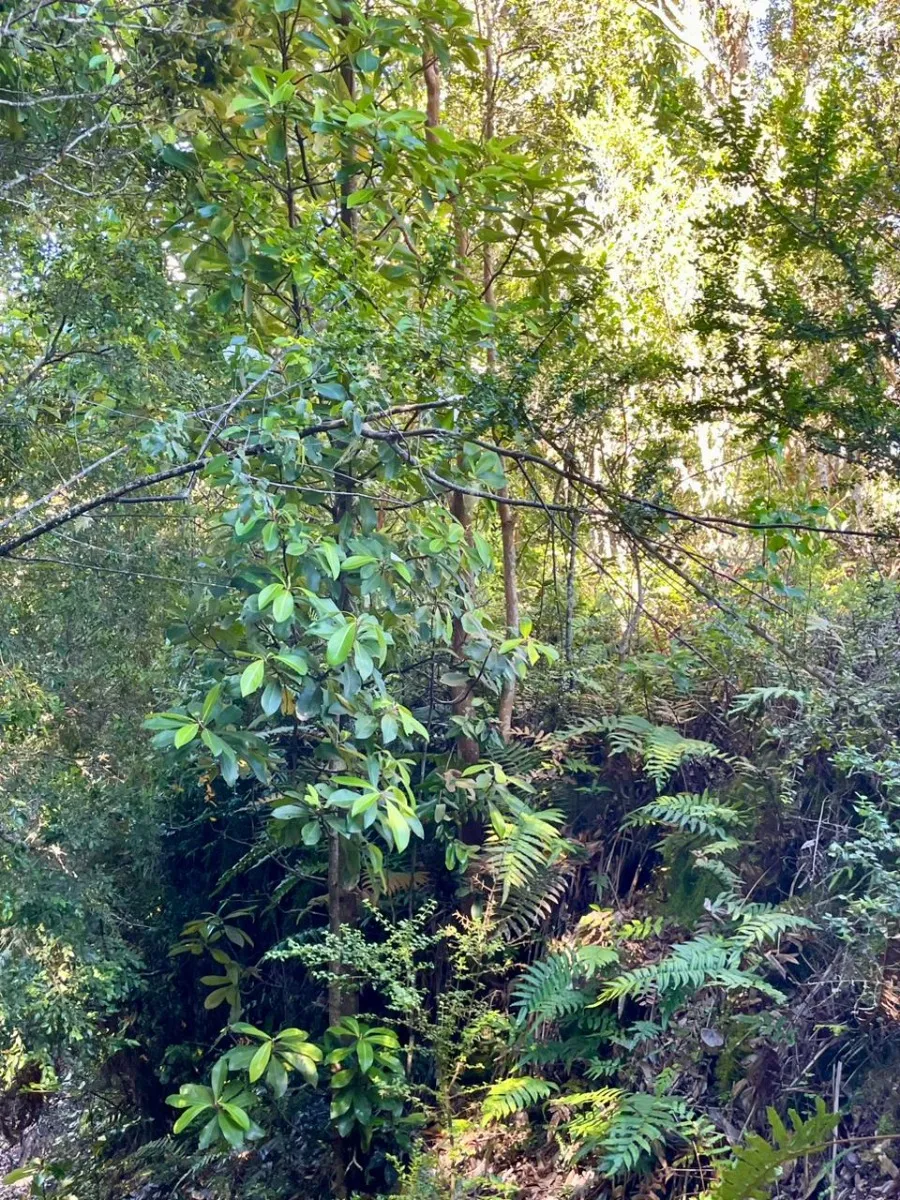 Terreno De 3 Hectáreas 02