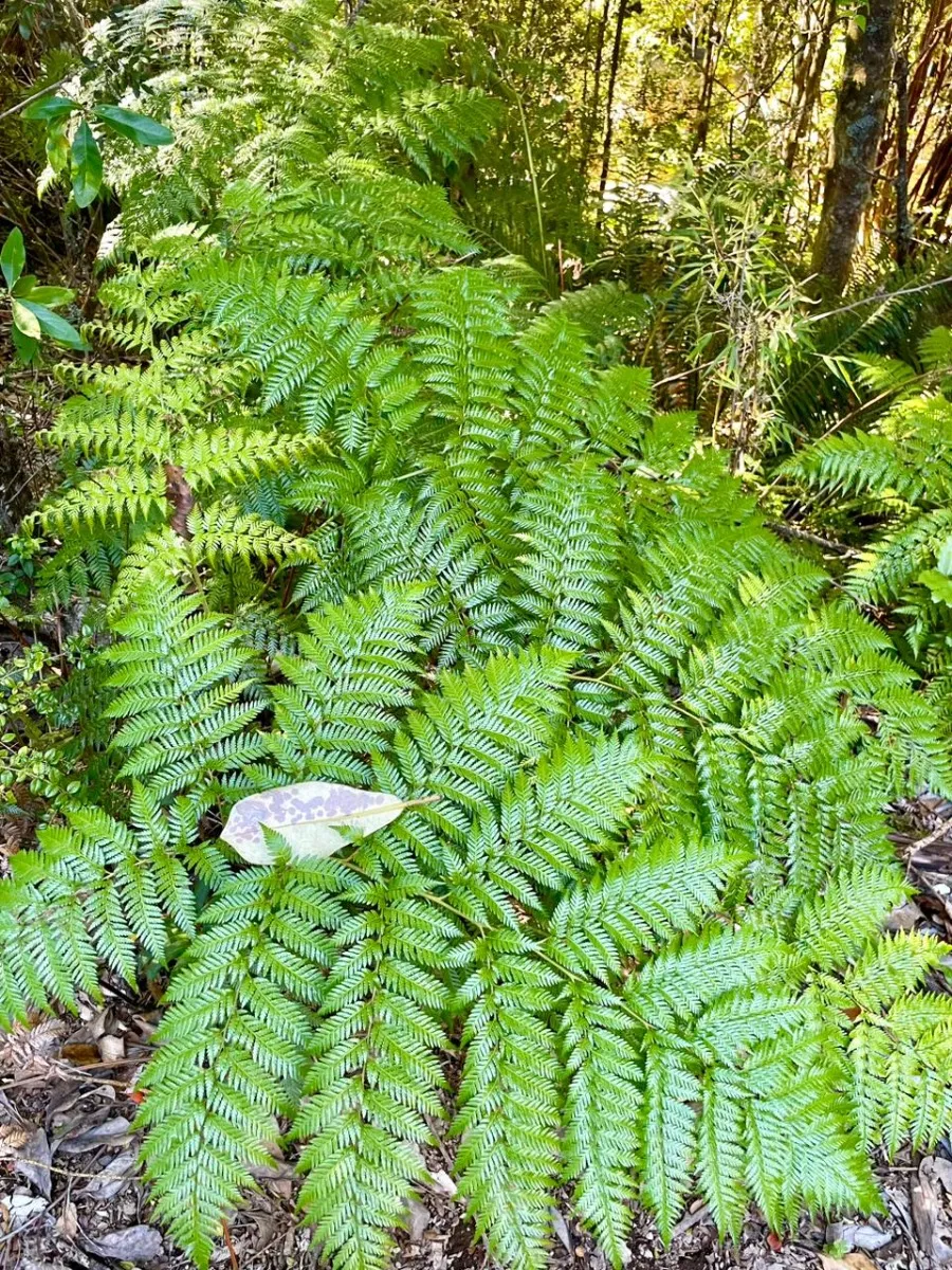 Terreno De 3 Hectáreas 03